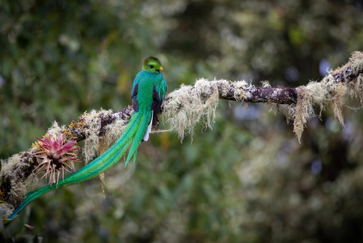 Quetzal resplandeciente