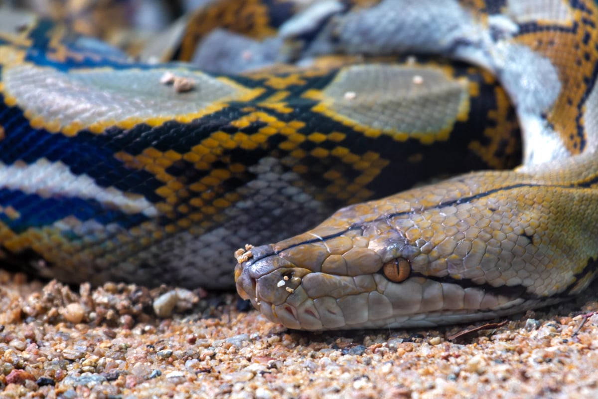 Photo by fluffandshutter on iStock Pitón reticulada en la naturaleza