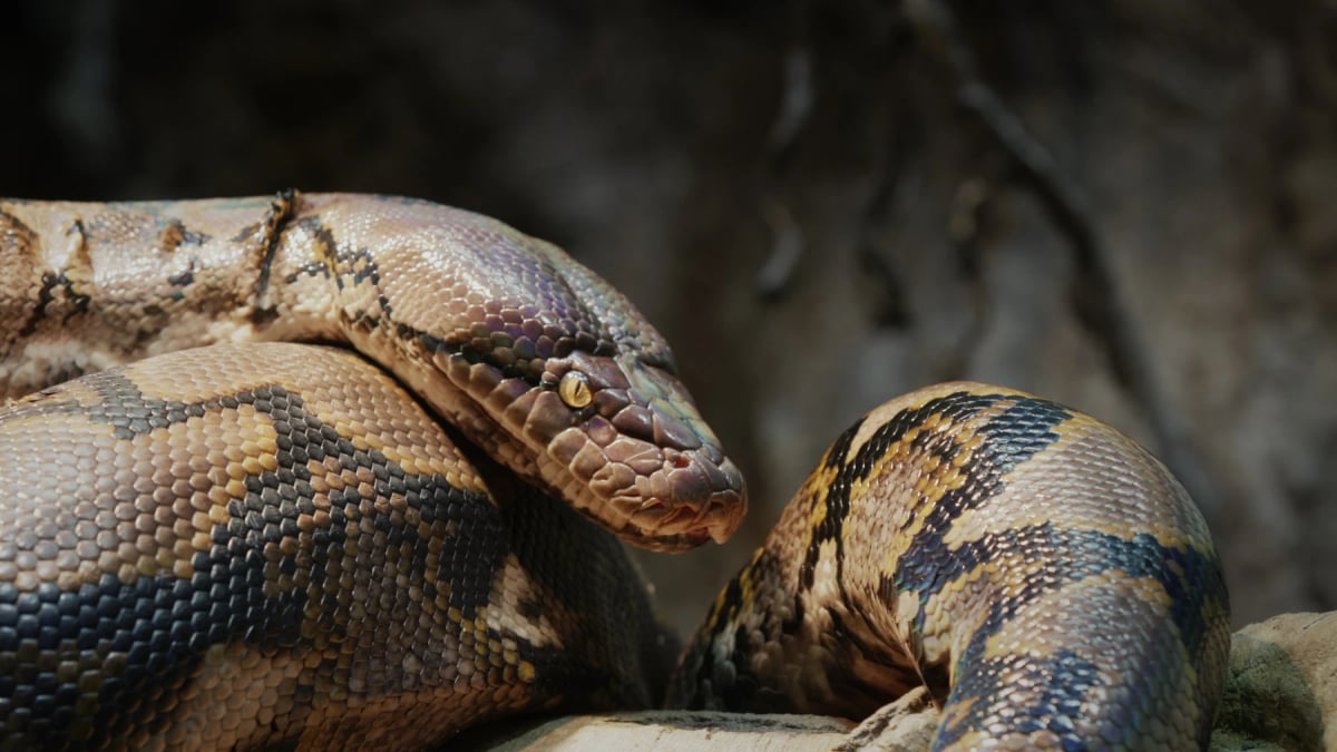 Pitón reticulada en la naturaleza