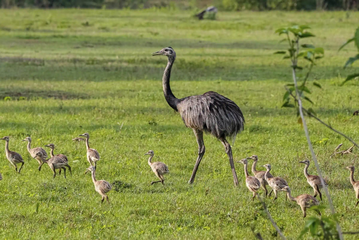 Photo by Uwe-Bergwitz on iStock Rhea in the wild