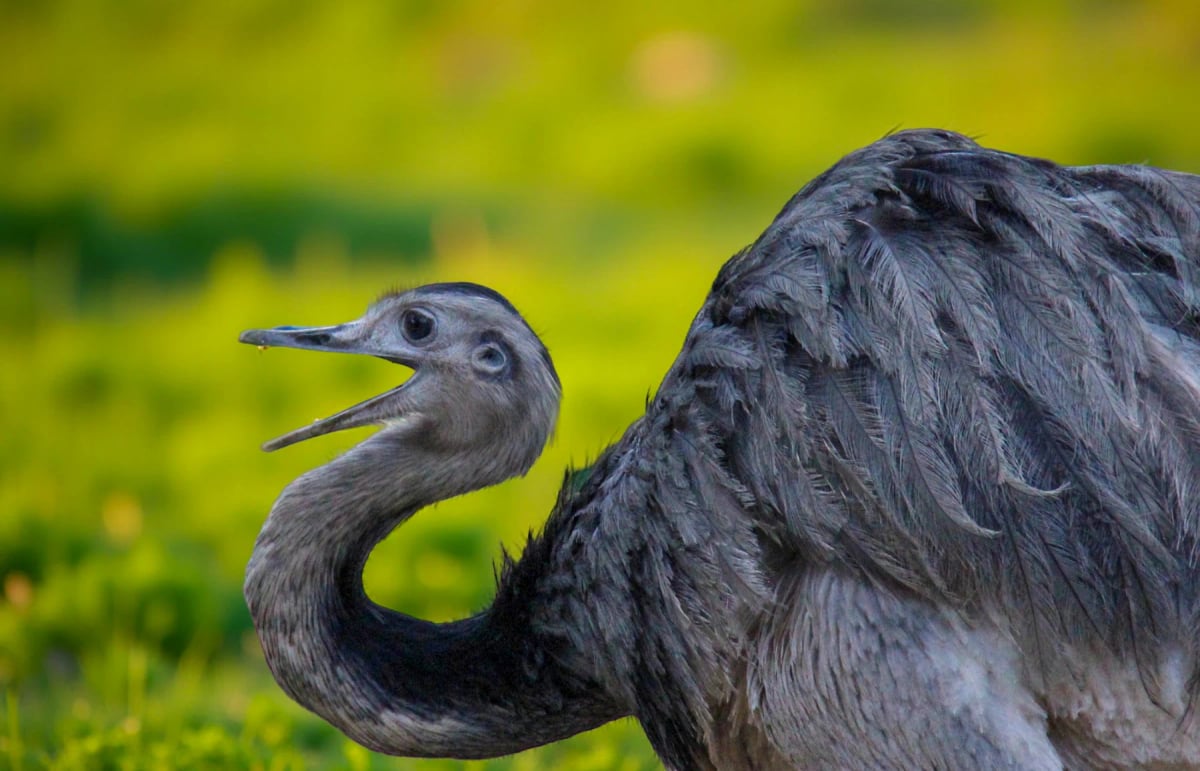 Rhea in the wild