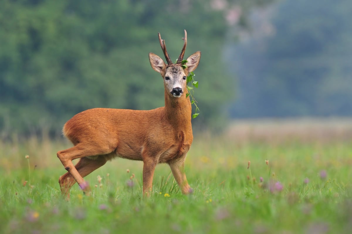 Photo by UrosPoteko on iStock Corzo en la naturaleza
