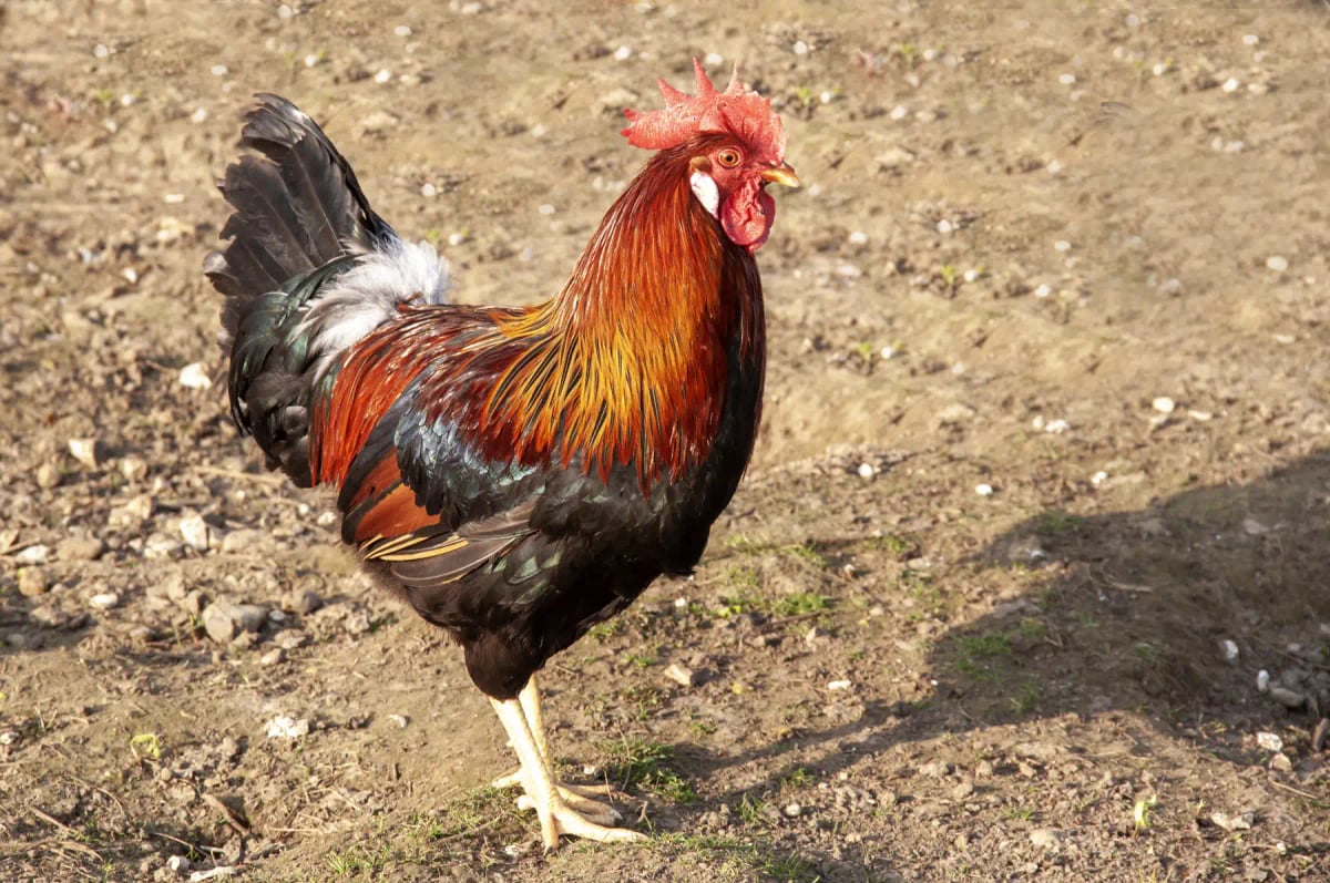 Photo by guy-ozenne on iStock Gallo