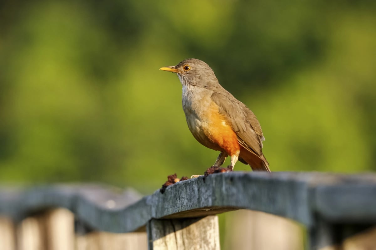 Photo by Uwe-Bergwitz on iStock Zorzal de pecho rojo en la naturaleza