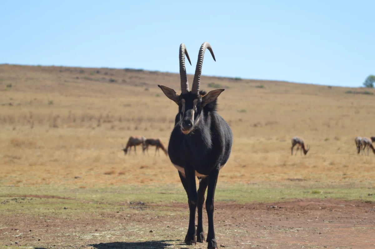 Sable Antelope