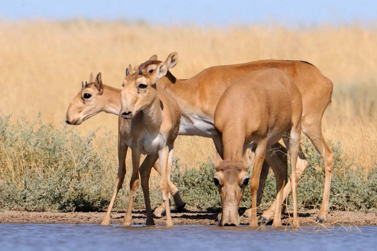 Photo by Victor Tyakht on iStock Saiga in the wild
