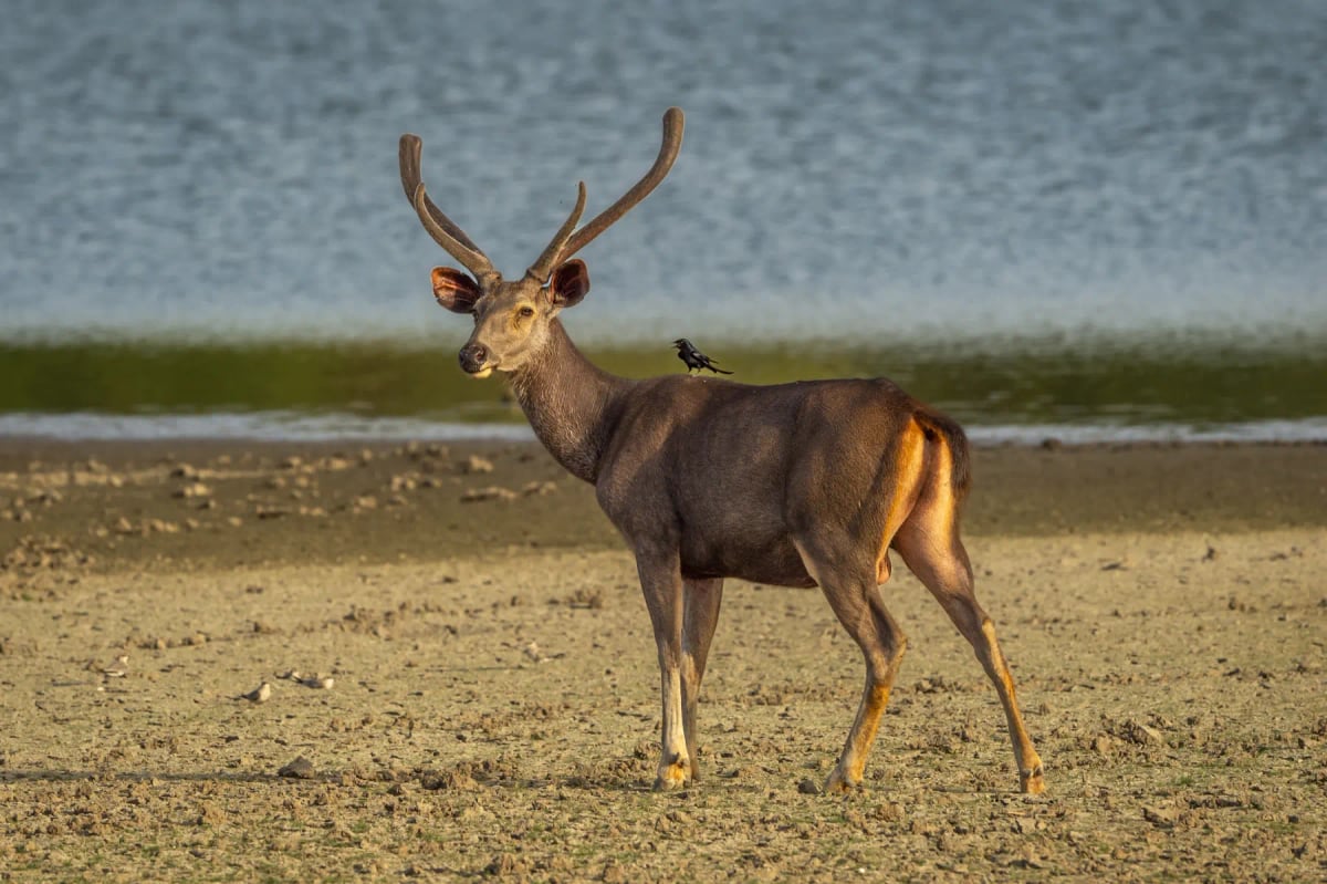 Photo by Sourabh Bharti on iStock Ciervo sambar en la naturaleza