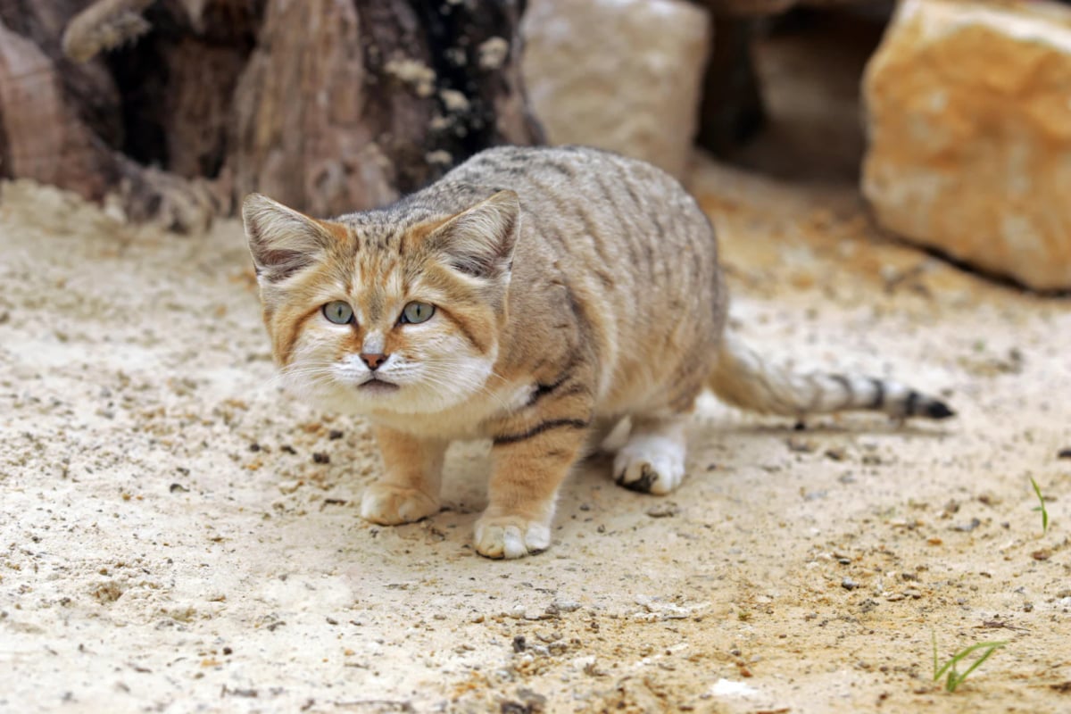 Photo by slowmotiongli on iStock Sand Cat in the wild