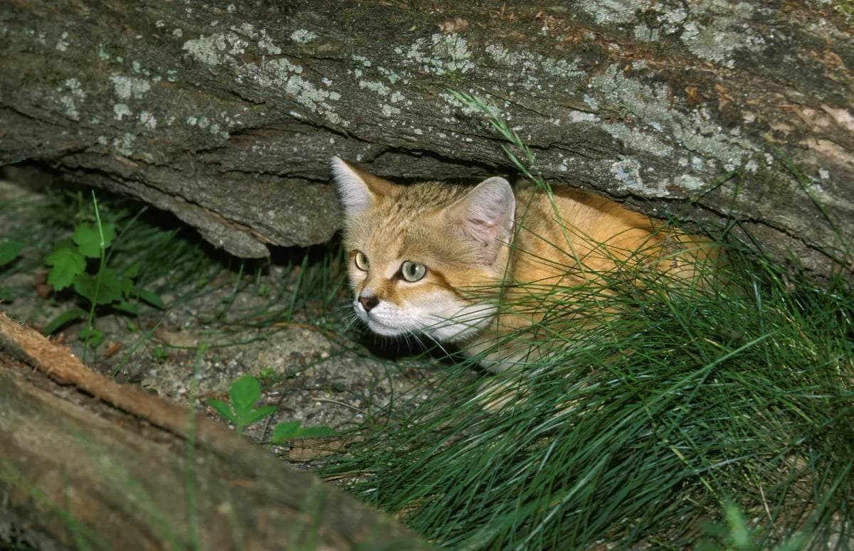 Sand Cat in the wild