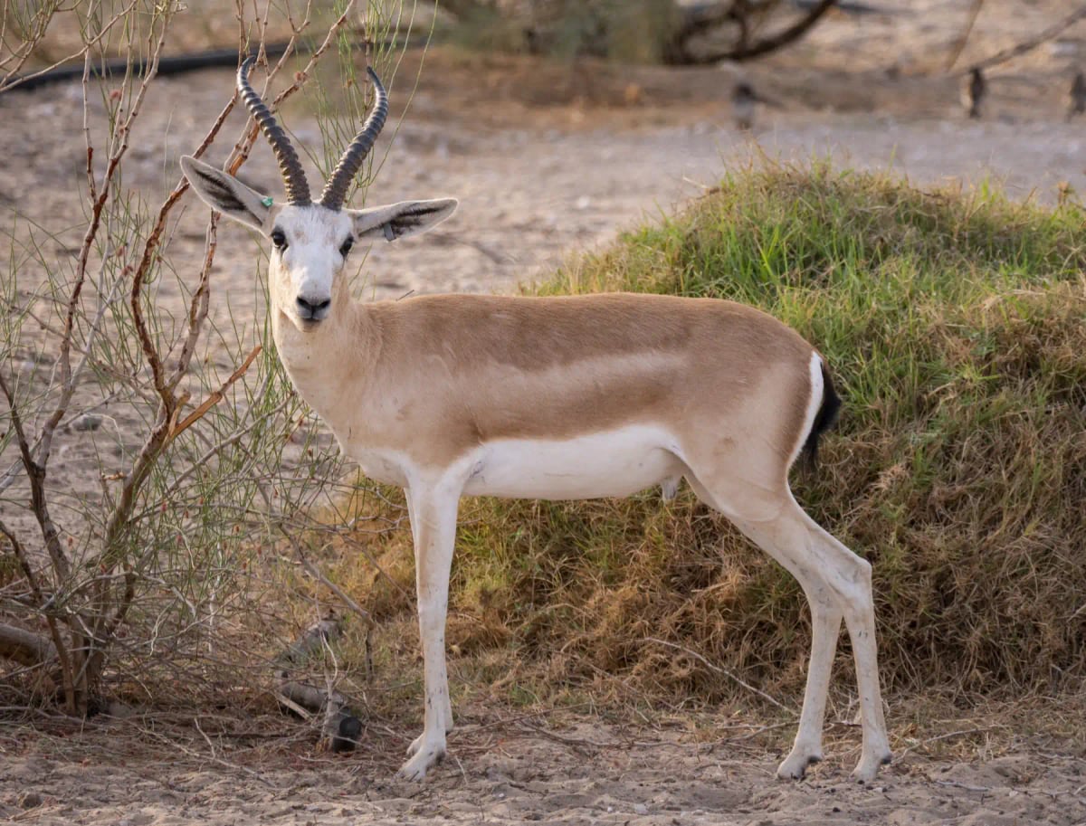 Photo by Matthew Starling on iStock Gacela De Arena en la naturaleza