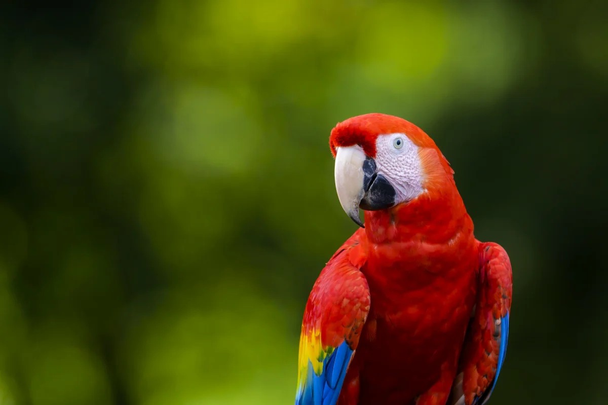 Guacamayo escarlata