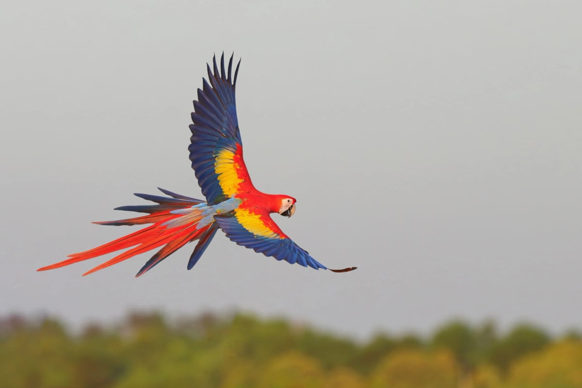 Photo by Passakorn_14 on iStock Guacamayo escarlata en la naturaleza