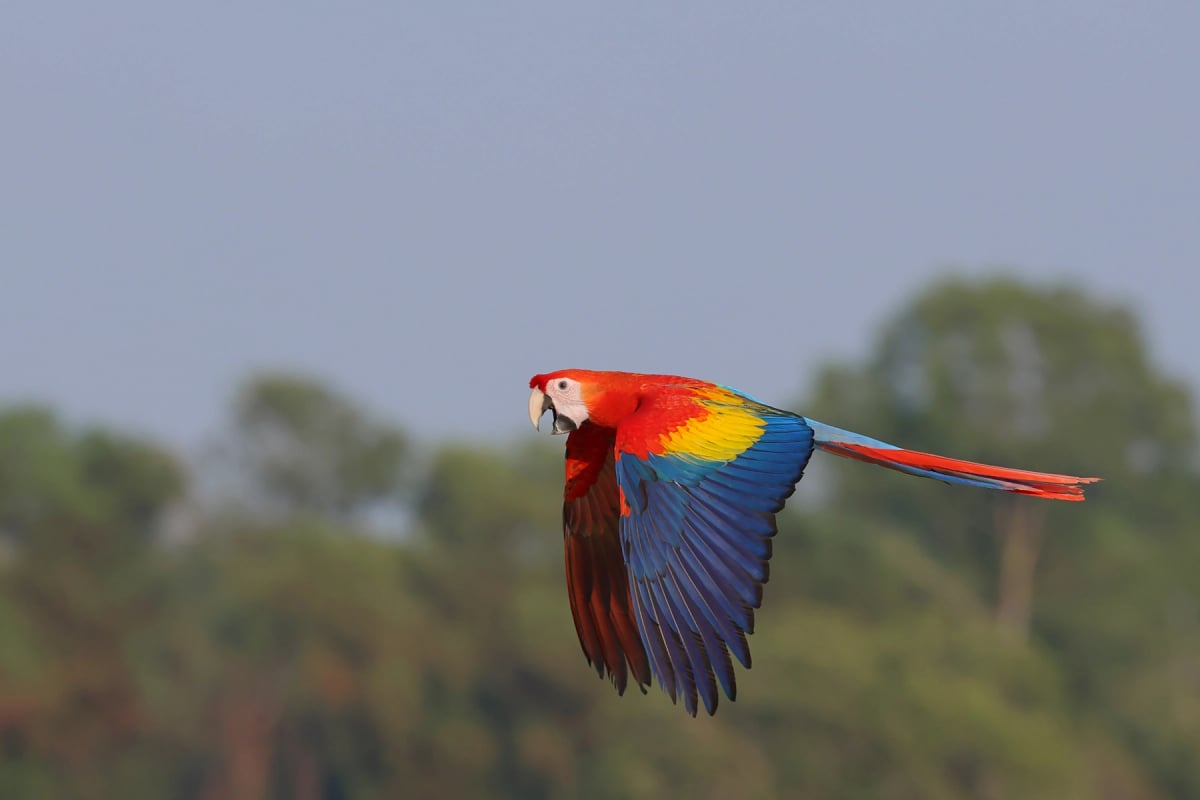 Guacamayo escarlata en la naturaleza