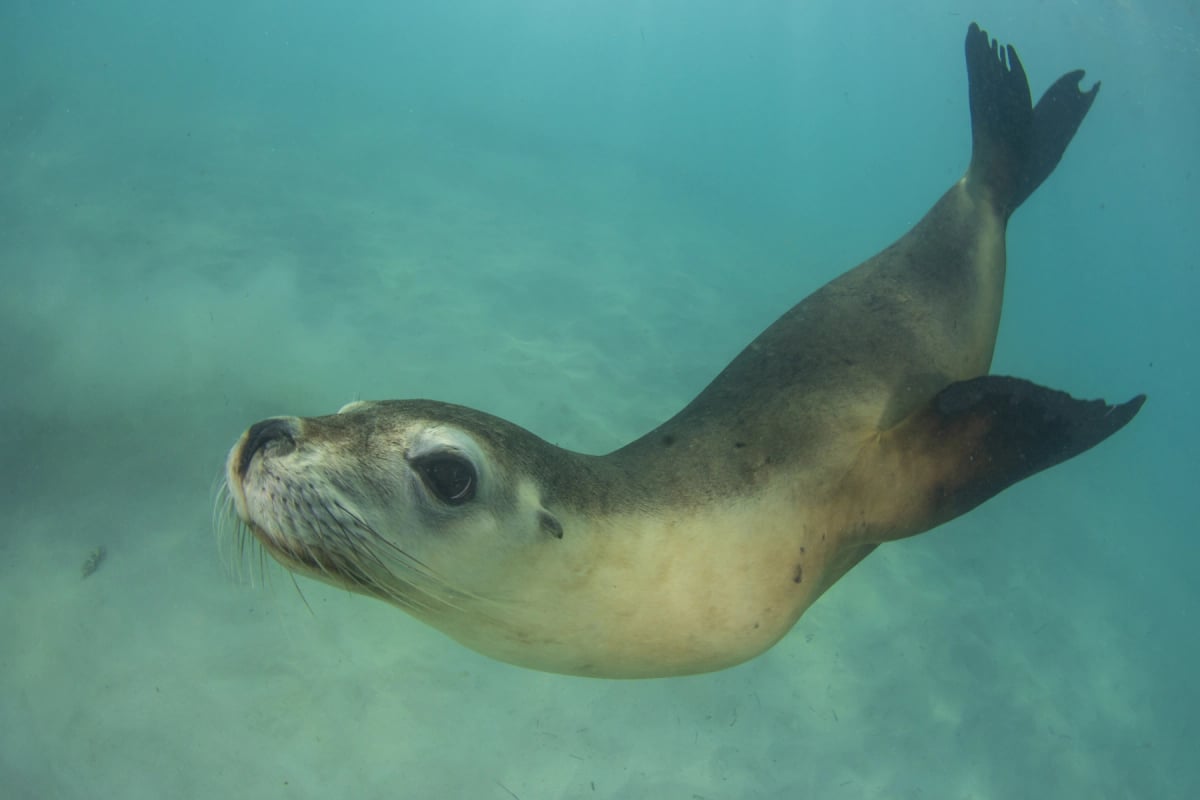 Sea Lion