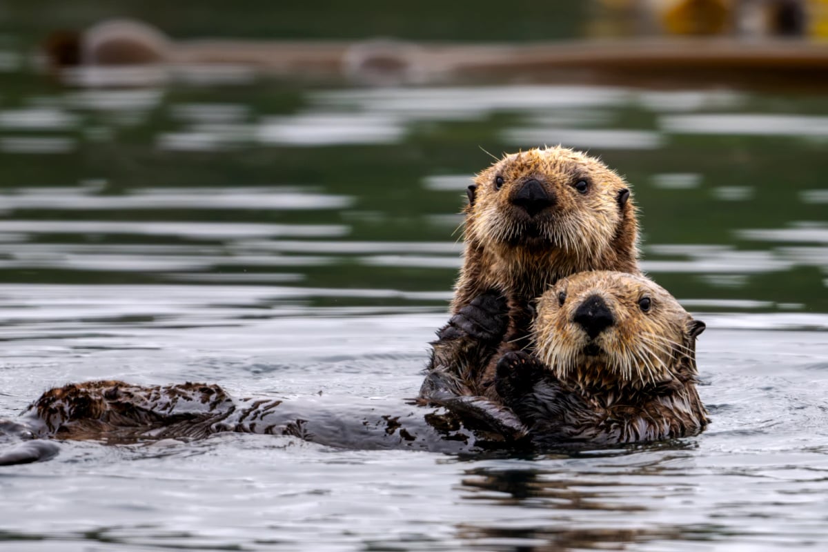 Sea Otter