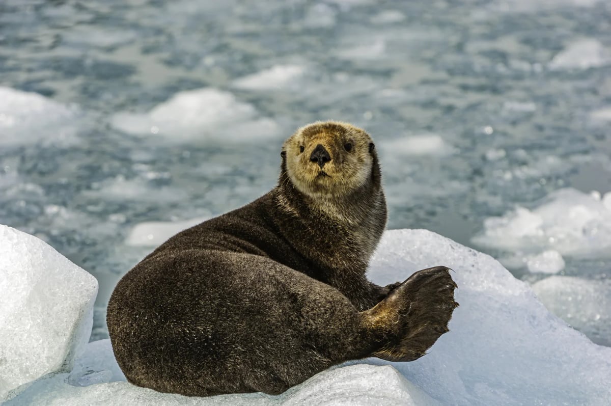 Photo by Gerald Corsi on iStock Sea Otter in the wild