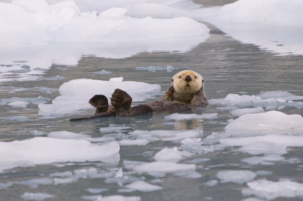 Sea Otter in the wild