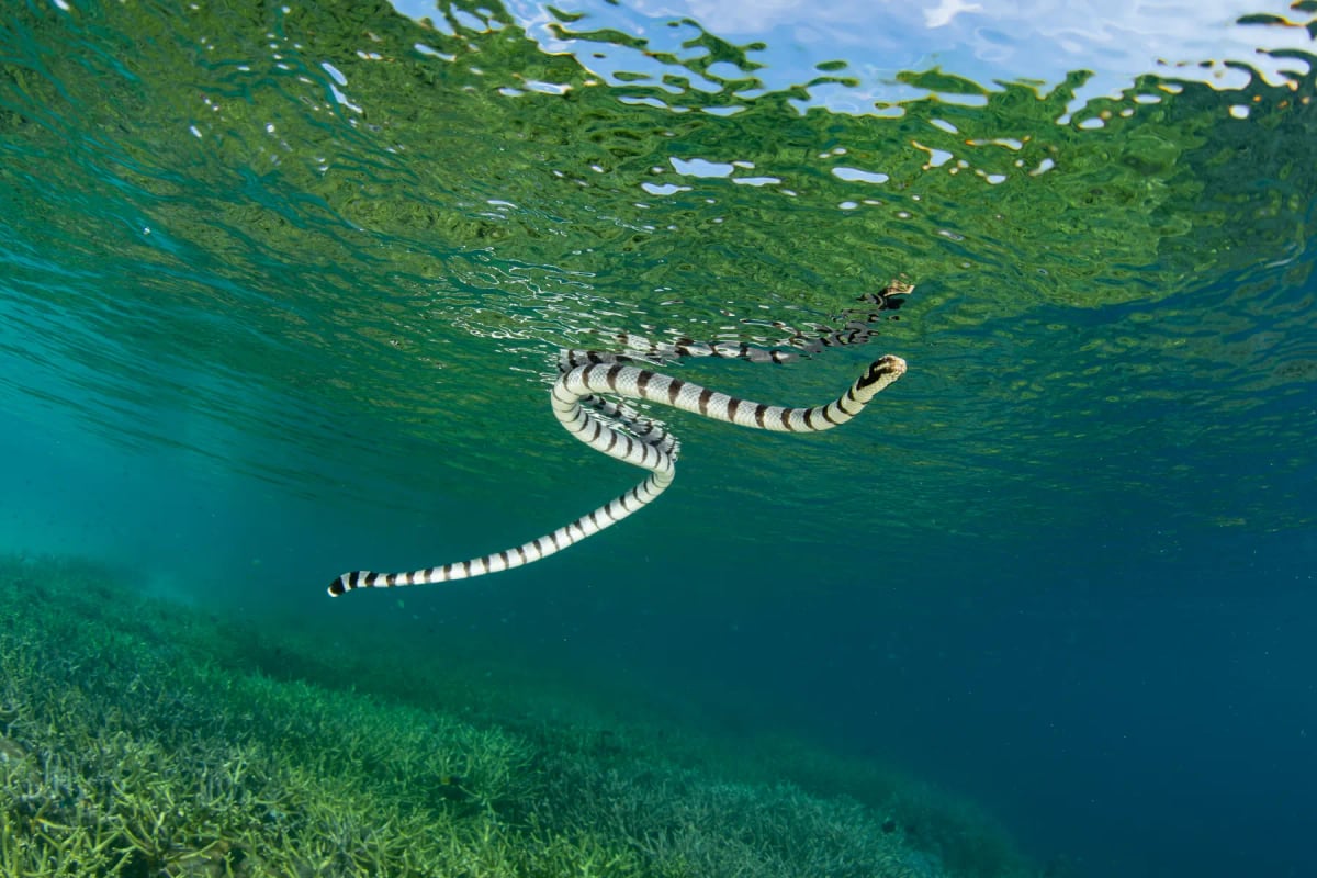 Photo by Velvetfish on iStock Serpiente Marina en la naturaleza