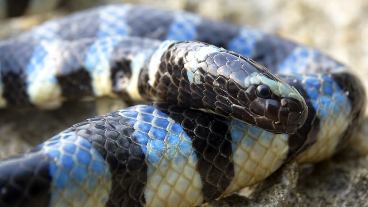 Serpiente Marina en la naturaleza