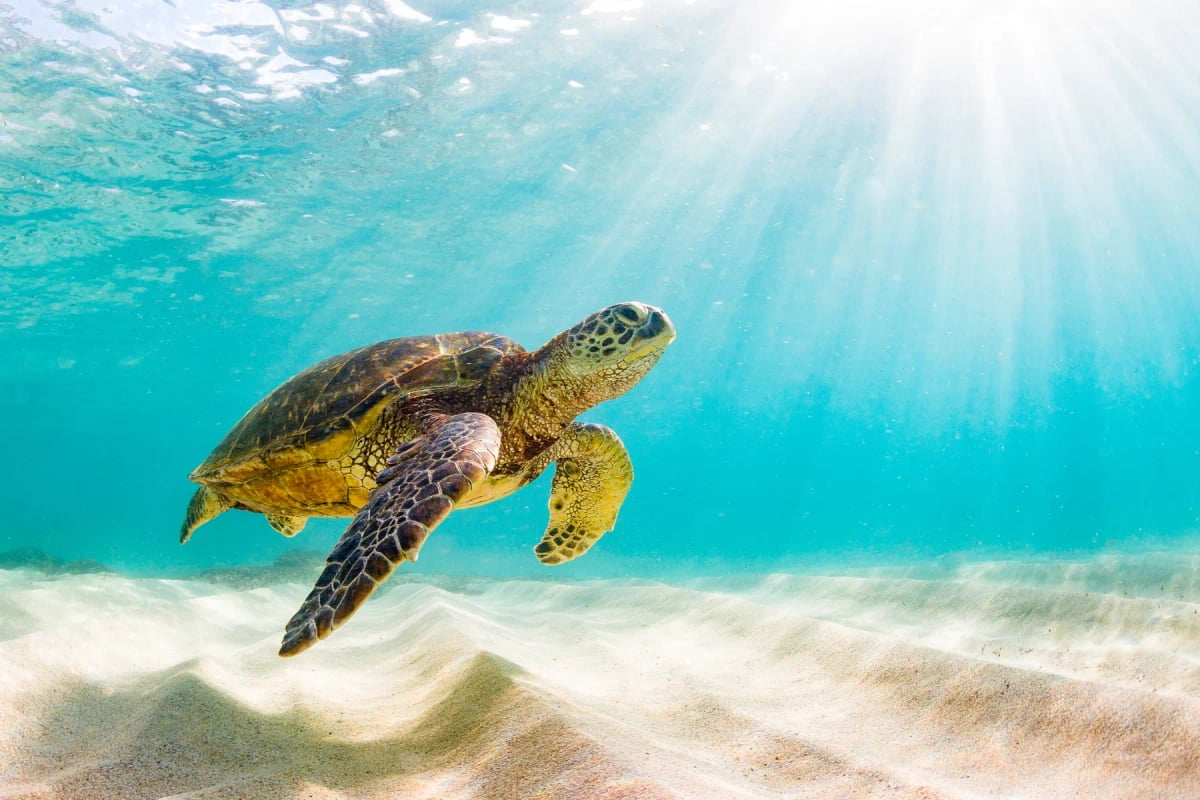 Photo by ShaneMyersPhoto on iStock Tortuga marina en la naturaleza