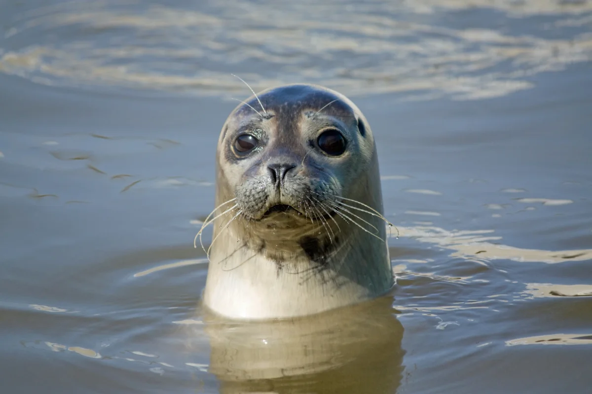 Photo by hpboerman on iStock Foca en la naturaleza