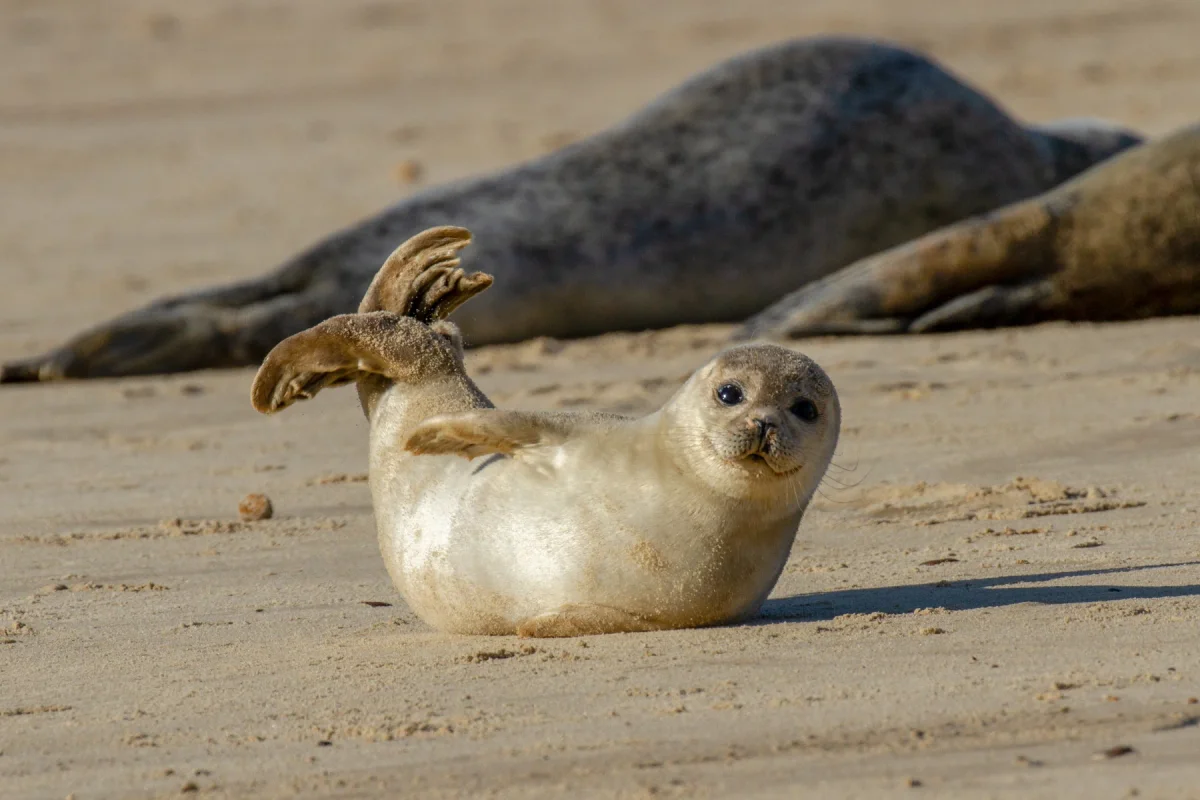 Foca en la naturaleza