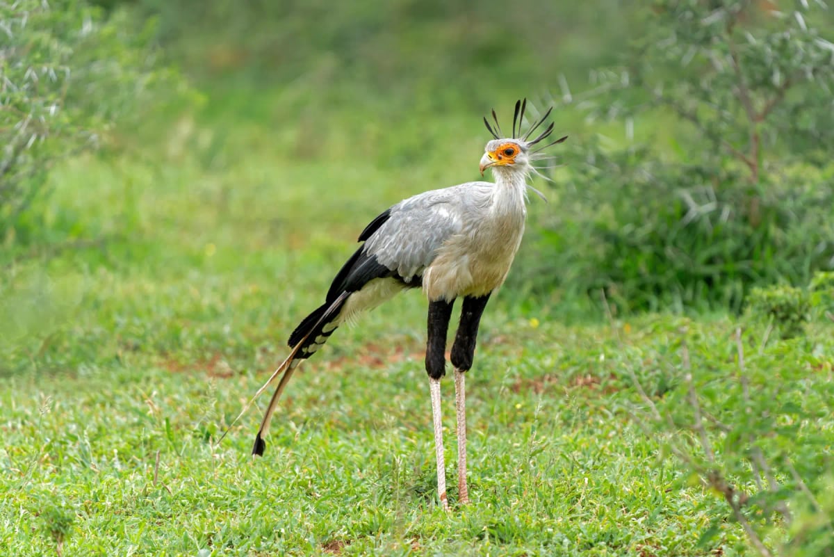Secretary Bird