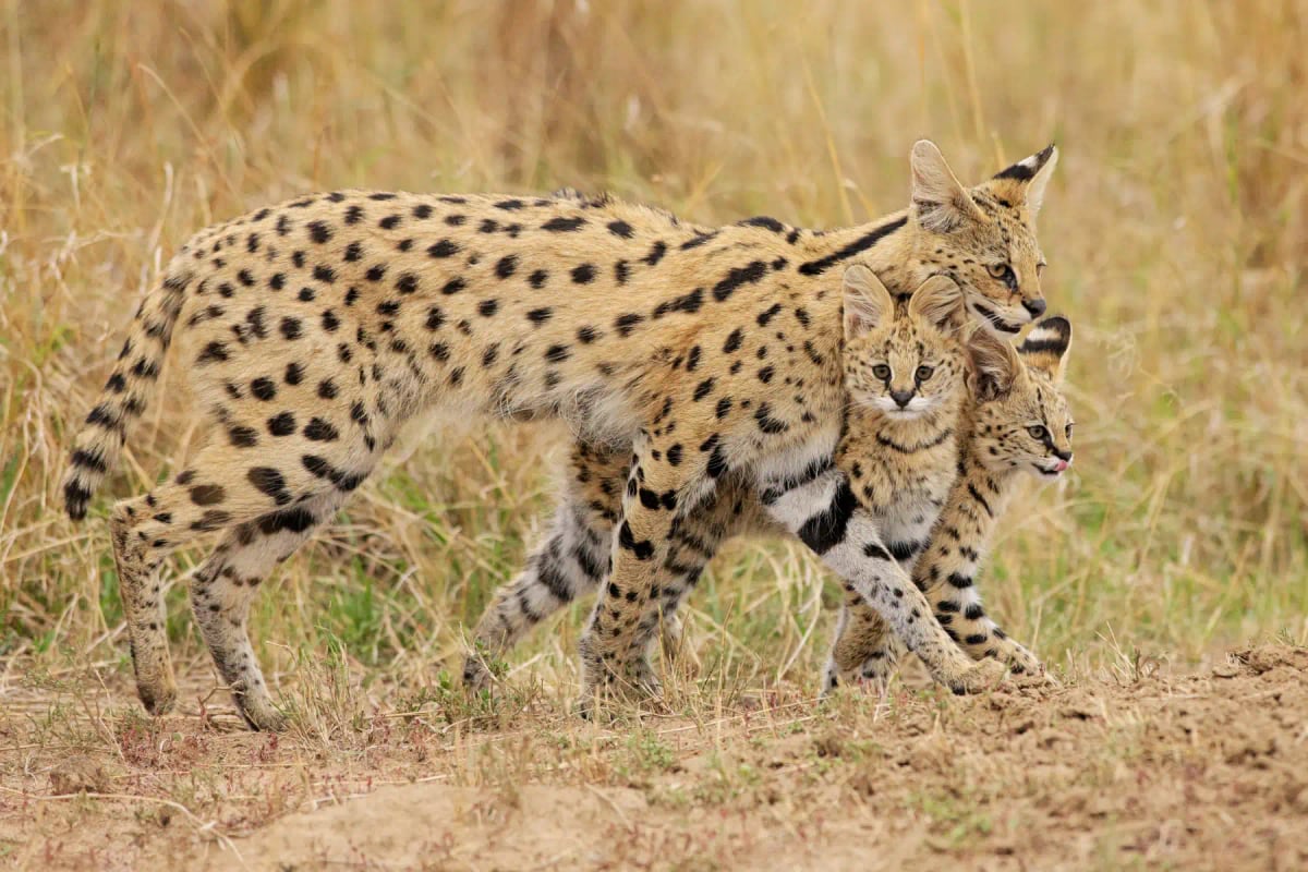 Photo by Marcello Calandrini on iStock Serval en la naturaleza
