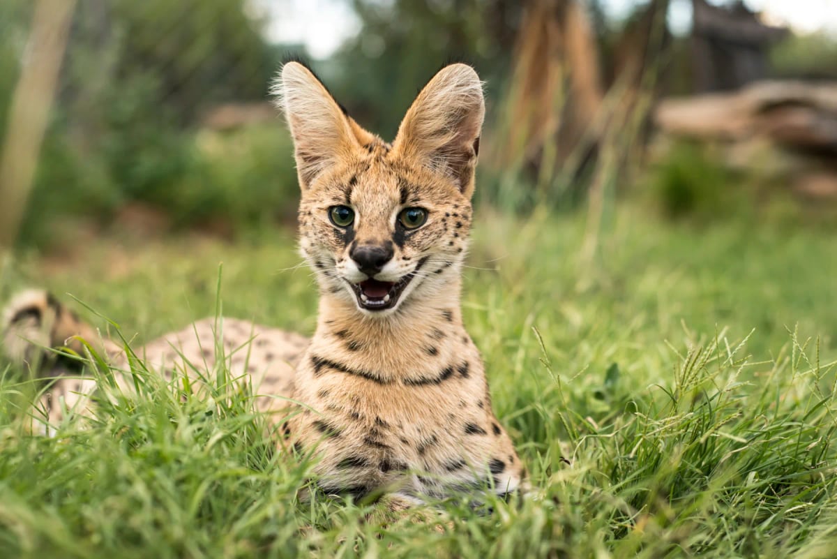 Serval en la naturaleza