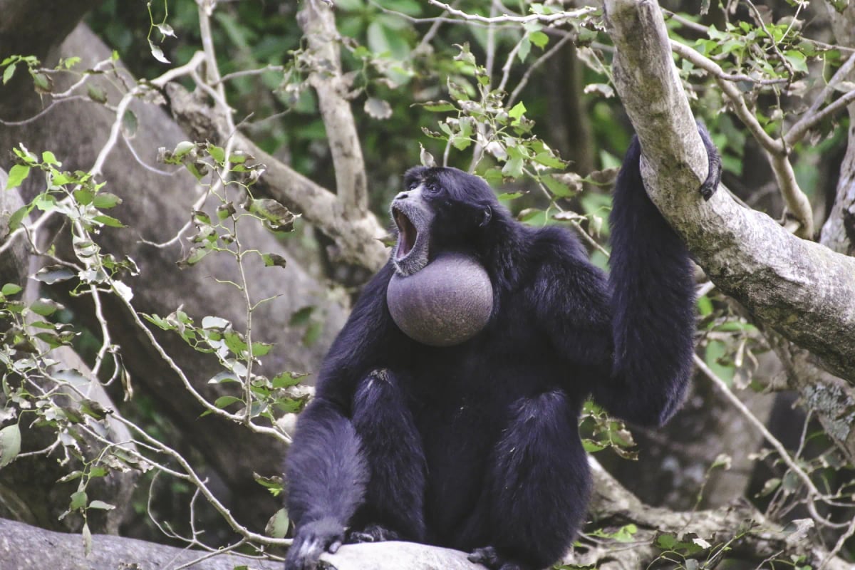 Photo by EyeEm Mobile GmbH on iStock Siamang en la naturaleza