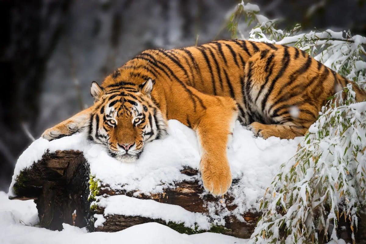 Photo by Andreaskrappweis on iStock Tigre siberiano en la naturaleza