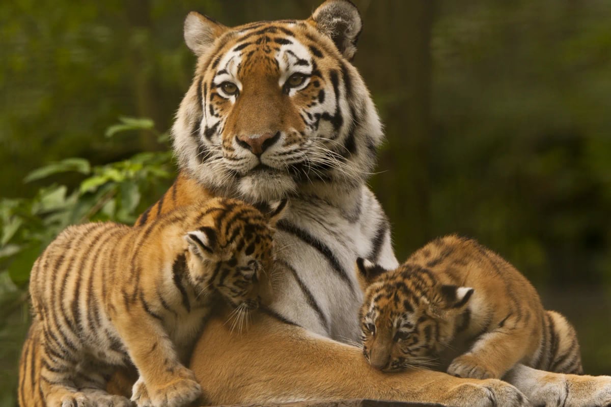 Tigre siberiano en la naturaleza