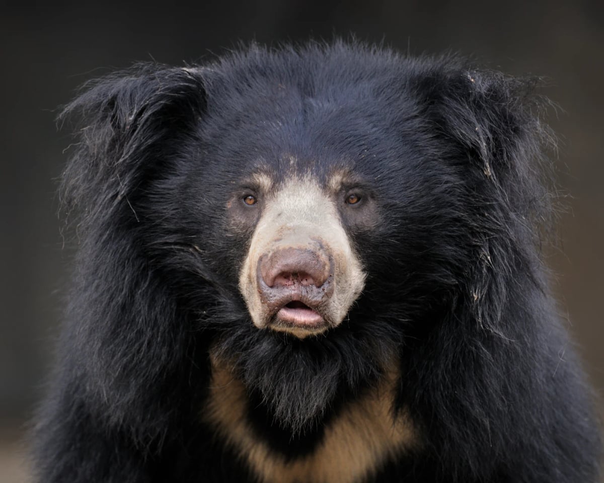 Photo by Glenn Nagel on iStock Oso bezudo en la naturaleza