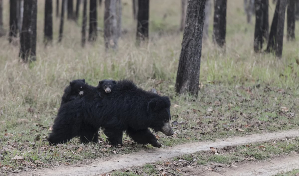 Oso bezudo en la naturaleza