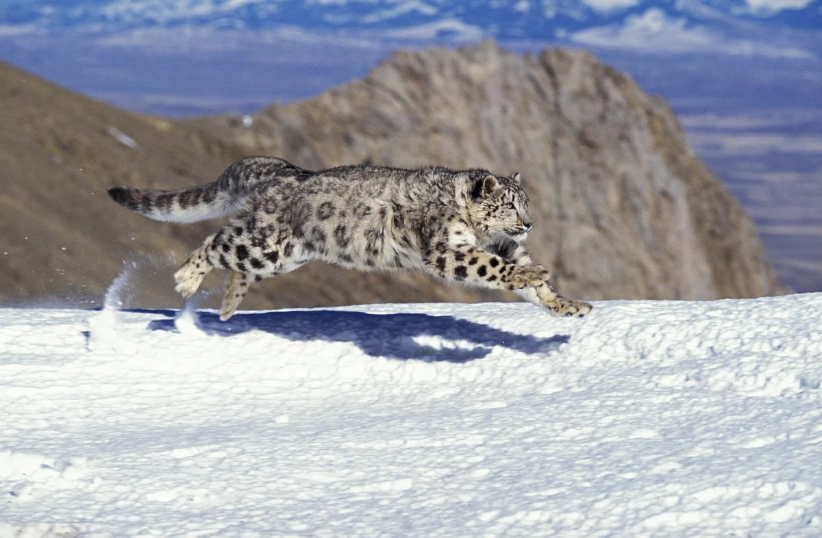 Photo by slowmotiongli on iStock Leopardo De Las Nieves en la naturaleza