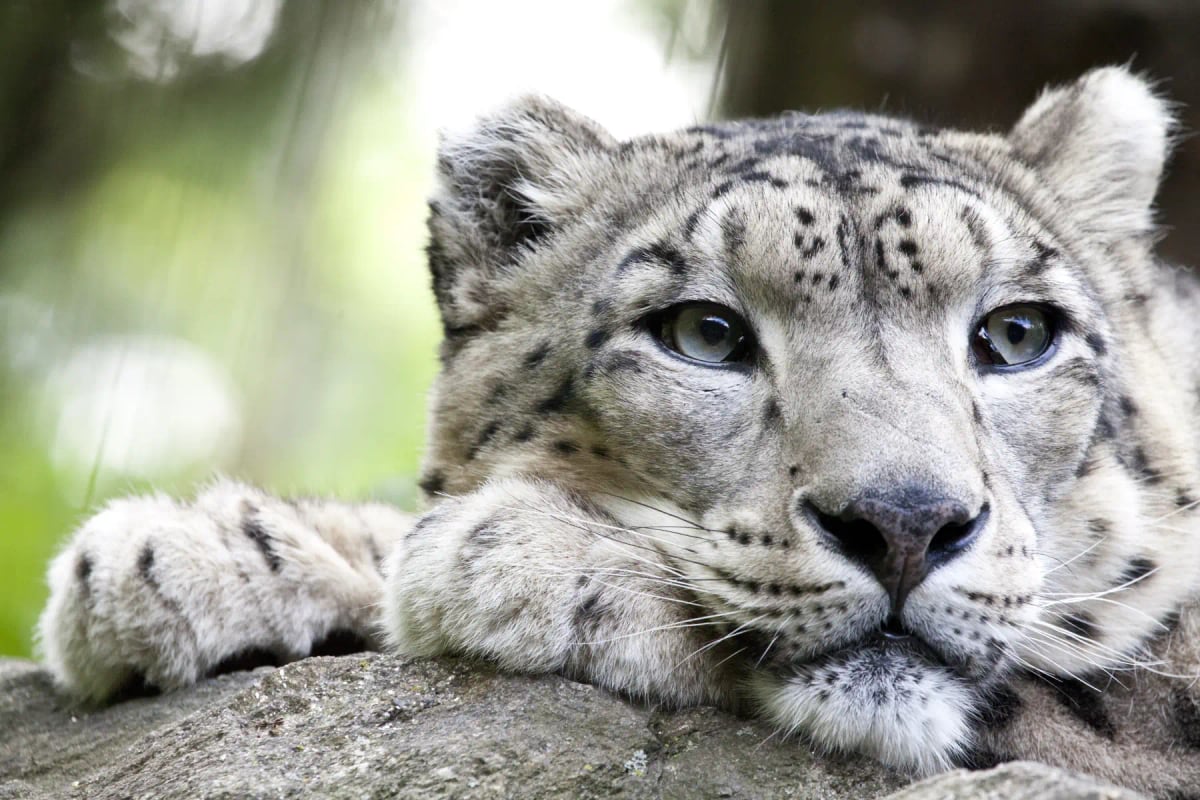 Leopardo De Las Nieves en la naturaleza