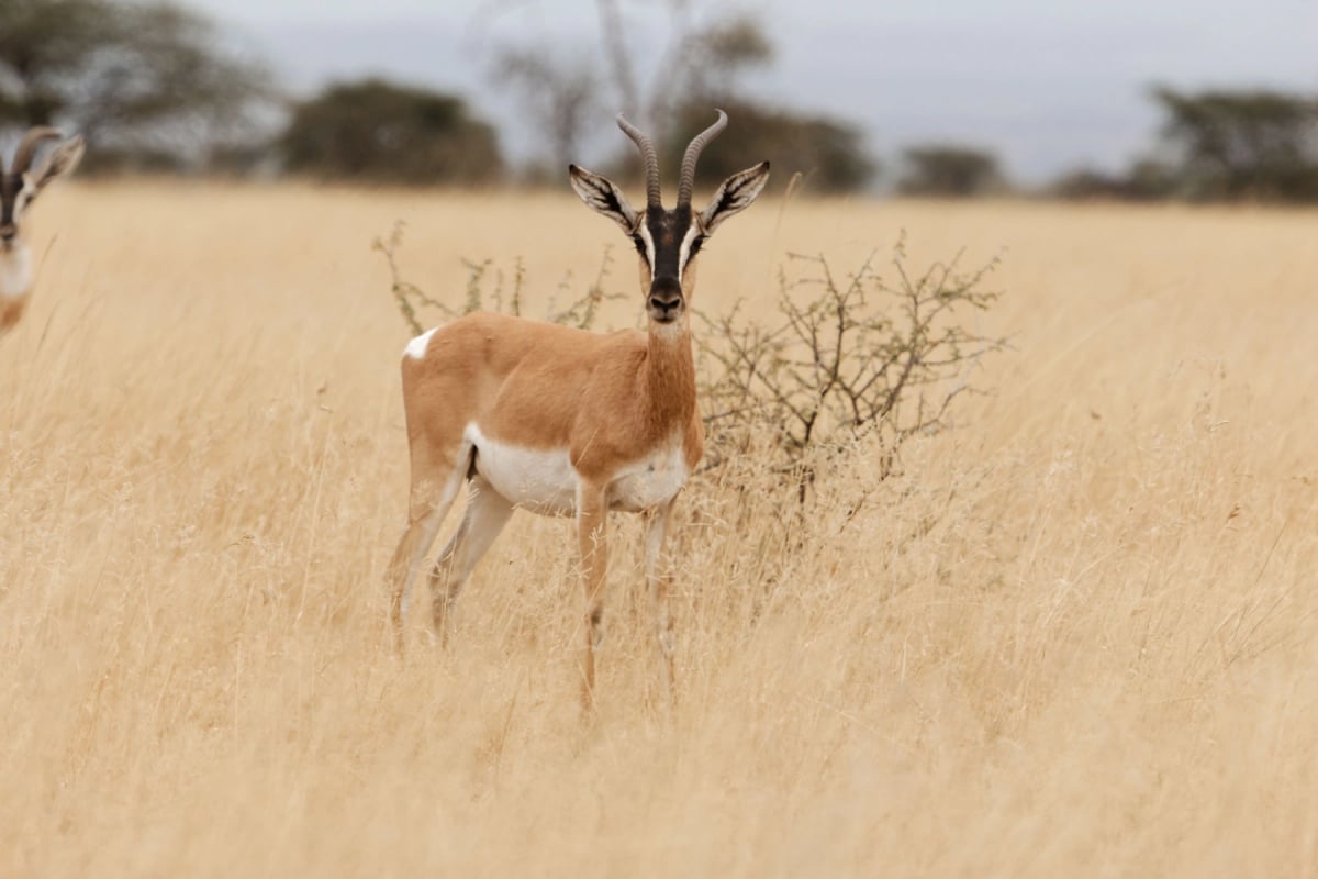 Soemmerring's Gazelle