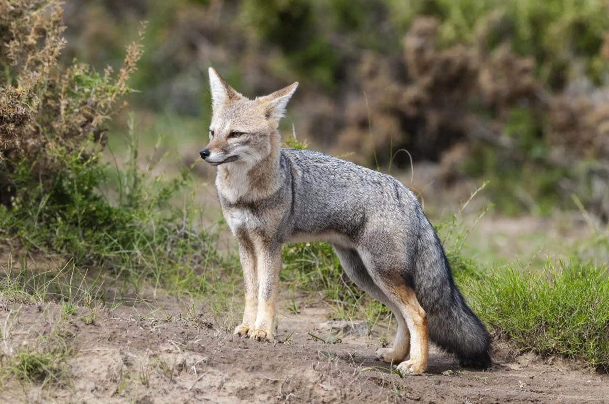 Photo by Foto4440 on iStock Zorro Gris Sudamericano en la naturaleza