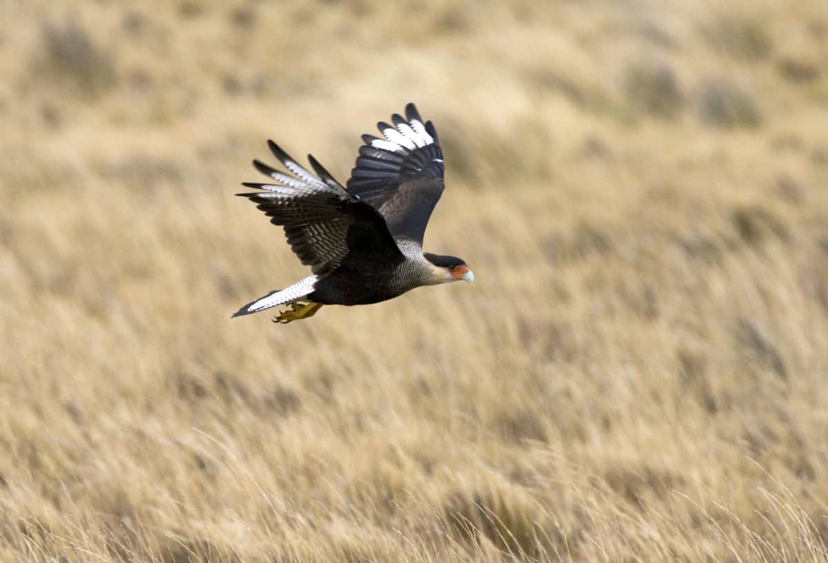 Photo by Marc Guyt on iStock Carancho en la naturaleza