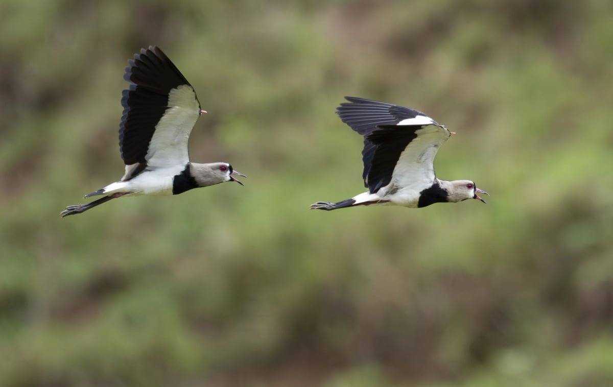 Photo by Irving A Gaffney on iStock Tero Común en la naturaleza