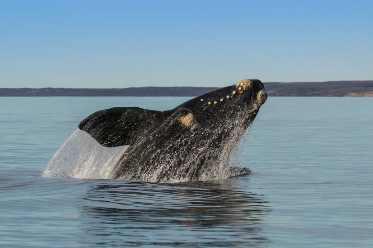 Ballena franca austral