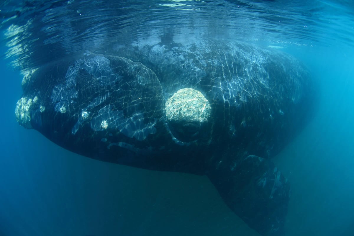 Photo by THIERRY EIDENWEIL on iStock Ballena franca austral en la naturaleza