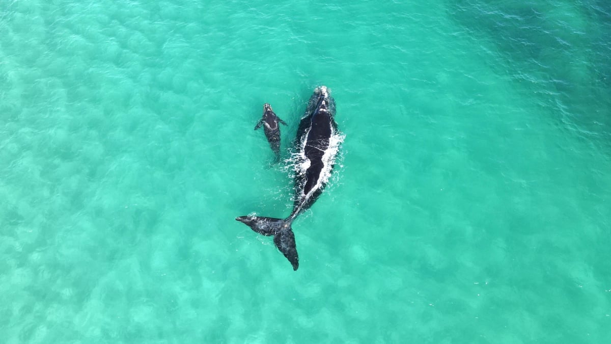 Ballena franca austral en la naturaleza
