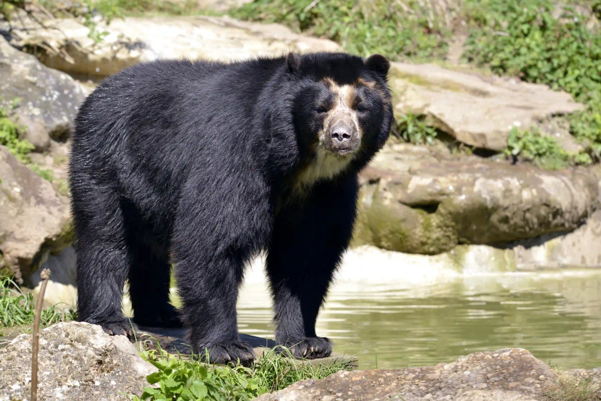 Oso de anteojos