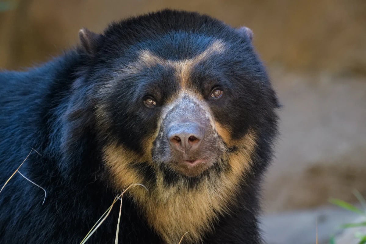 Oso de anteojos en la naturaleza