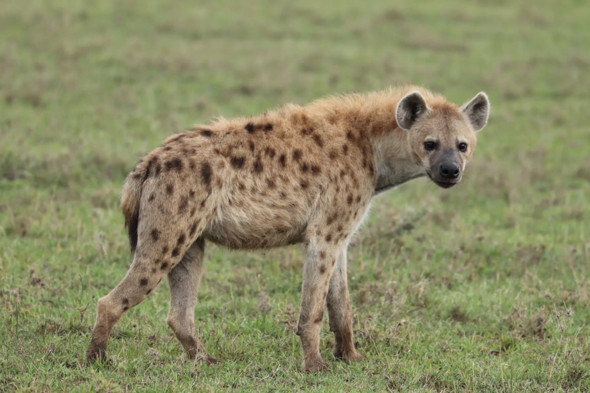 Spotted Hyena