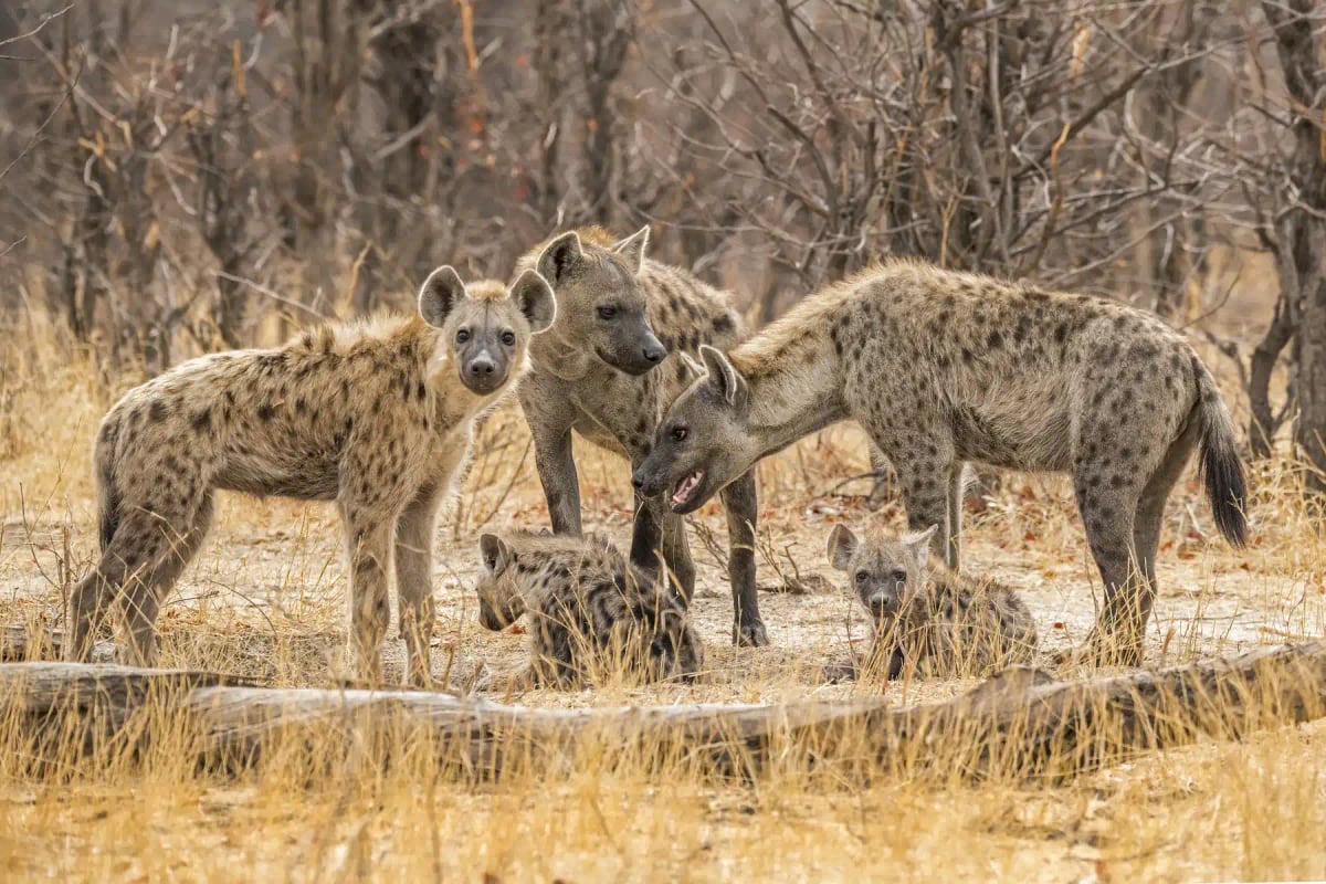 Photo by Franz Schallmeiner on iStock Hiena manchada en la naturaleza