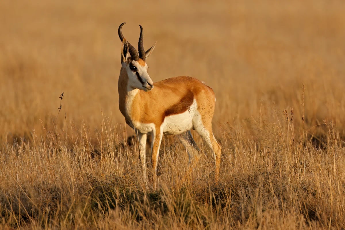 Springbok