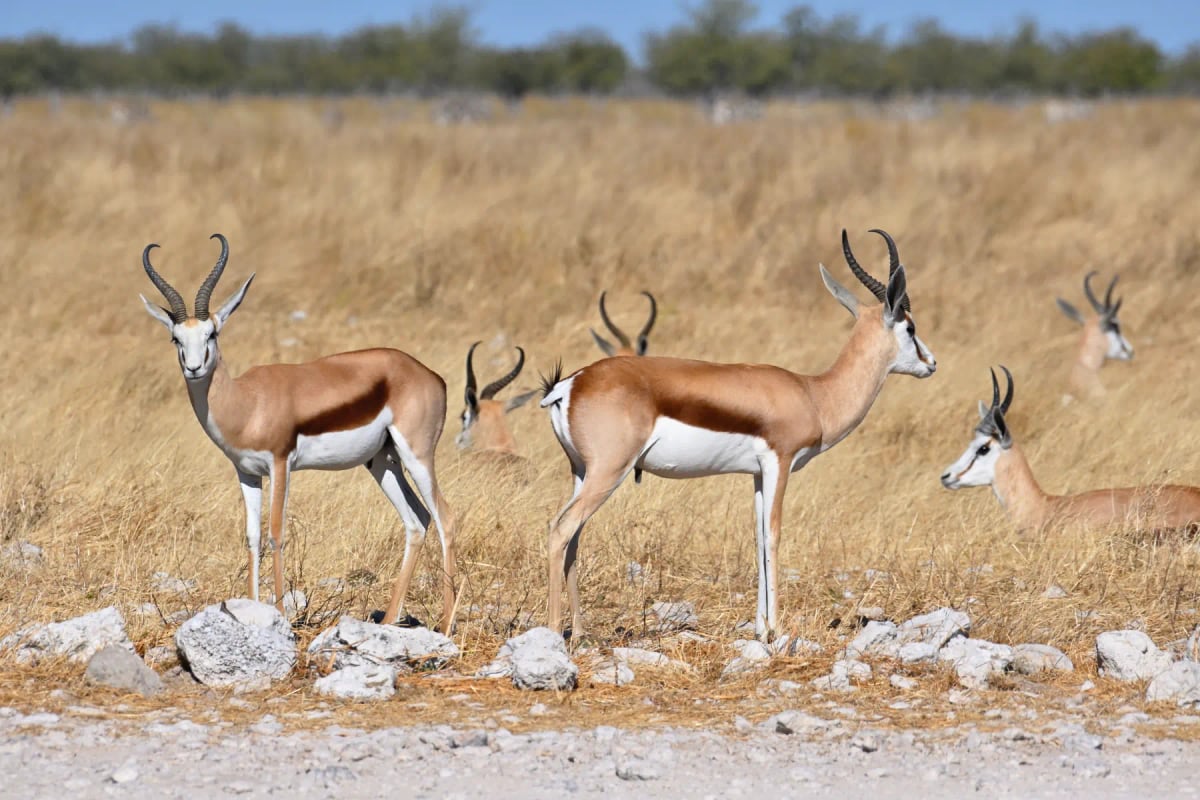 Photo by flavijus on iStock Springbok in the wild