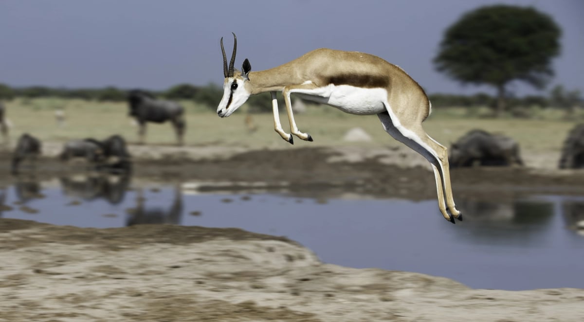 Springbok in the wild
